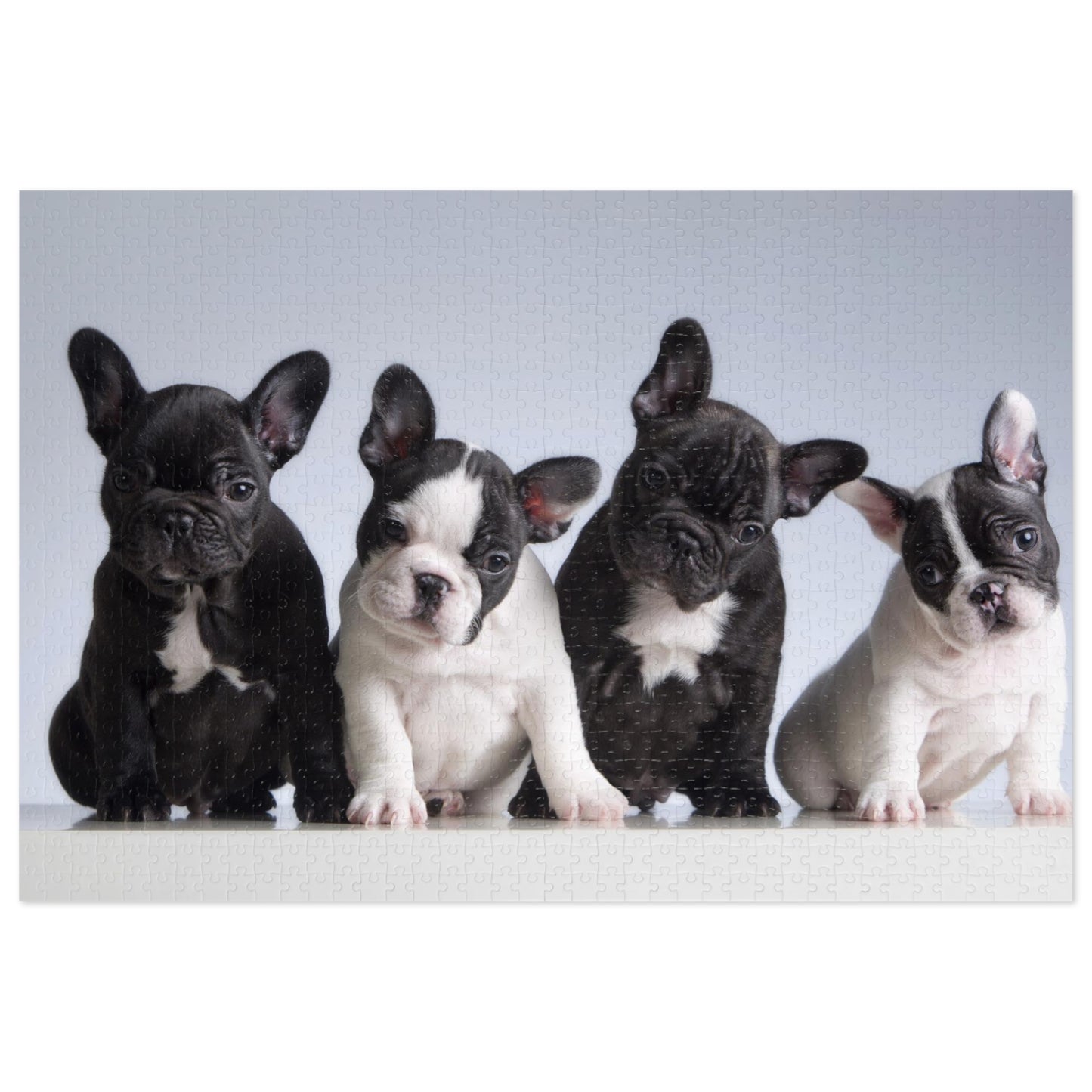 Four French Bulldogs Jigsaw Puzzle  ( 500,1000-Piece)