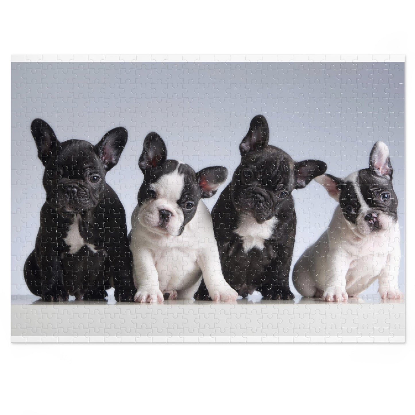 Four French Bulldogs Jigsaw Puzzle  ( 500,1000-Piece)